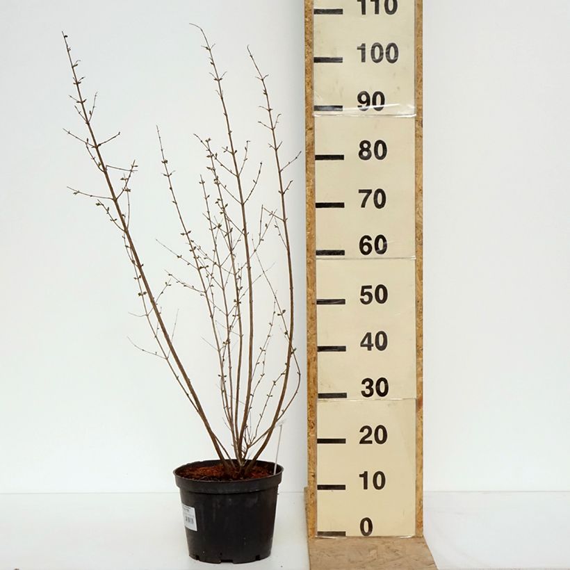 Amostra de Symphoricarpos orbiculatus Symphony Rave Vaso de 4 L/5 L tal como entregue na primavera