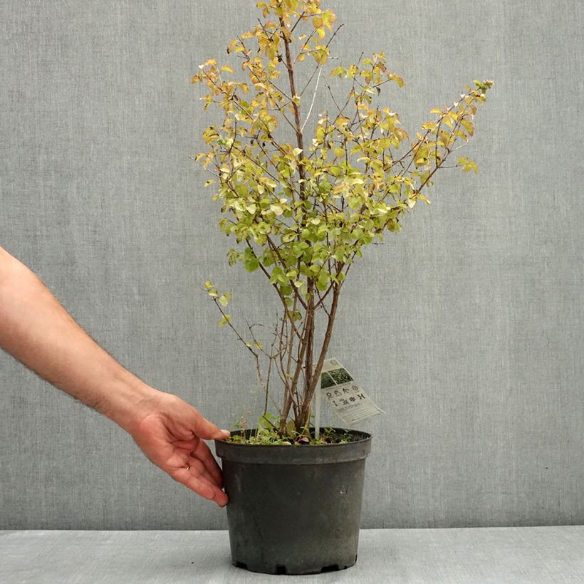 Amostra de Symphoricarpos orbiculatus Symphony Rock Vaso de 4 L/5 L tal como entregue no verão