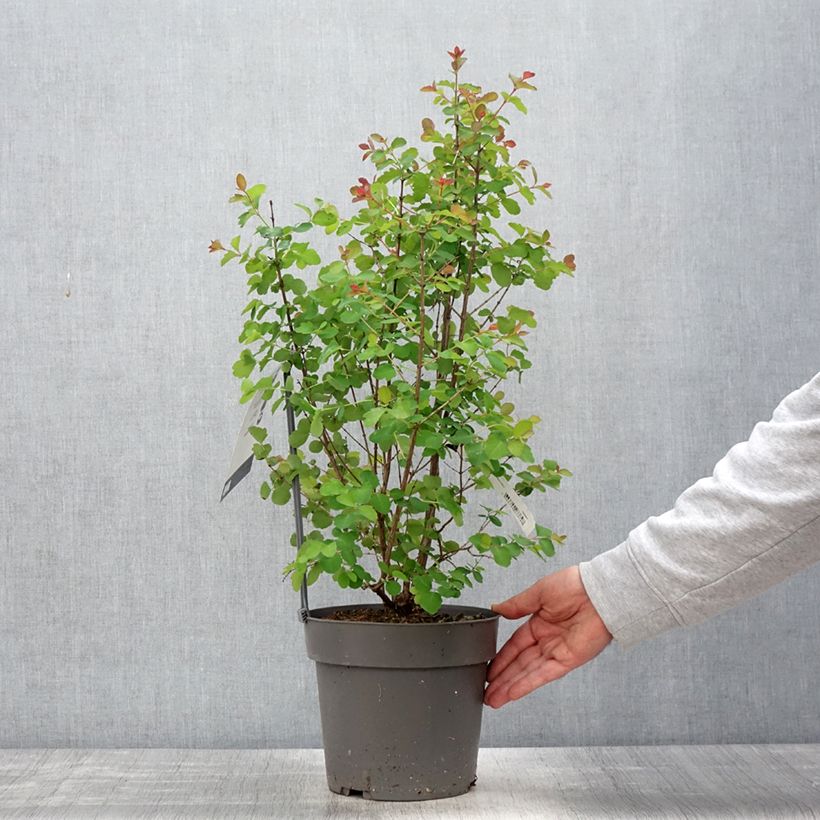 Amostra de Symphoricarpos orbiculatus Symphony Rock Vaso de 4 L/5 L tal como entregue na primavera