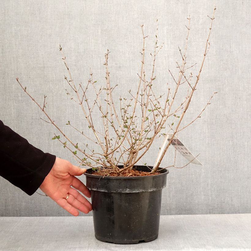 Amostra de Symphoricarpos orbiculatus Symphony Rumble Vaso de 6 L/7 L tal como entregue na primavera