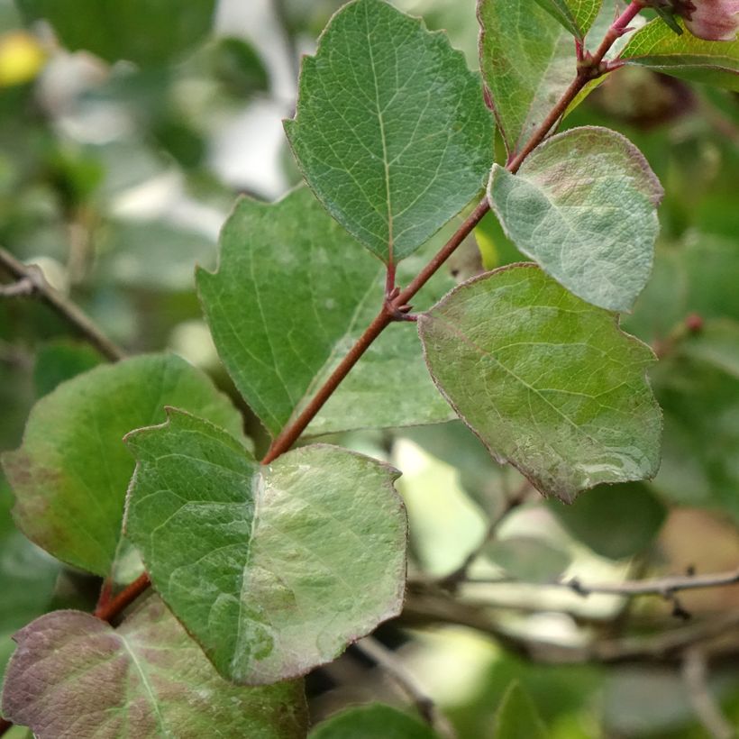 Symphoricarpos orbiculatus Symphony Rumble (Folhagem)