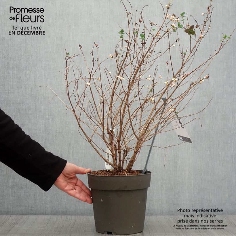 Amostra de Symphorine - Symphoricarpos orbiculatus Symphony Rumble Pot de 4L/5L tal como entregue no outono