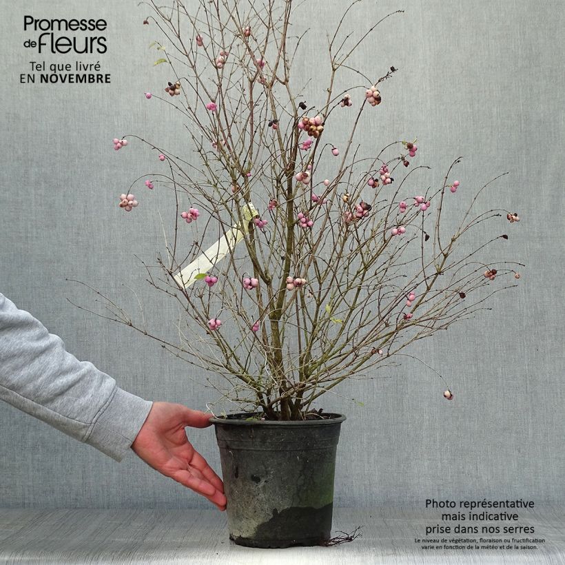 Amostra de Symphoricarpos Magical Sweet Vaso de 4 L/5 L tal como entregue no outono
