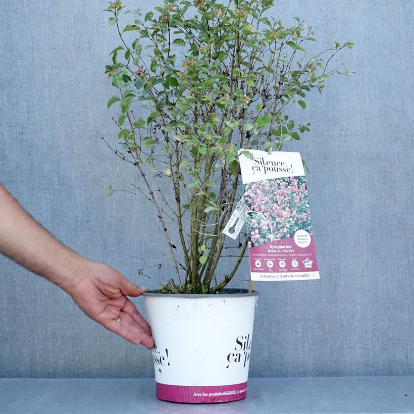 Amostra de Symphoricarpos Magical Sweet Vaso de 4 L/5 L tal como entregue no verão