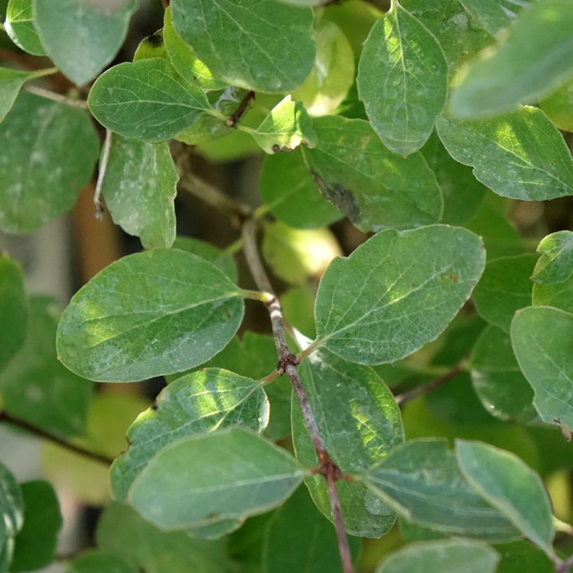 Symphoricarpos Magical Sweet (Folhagem)