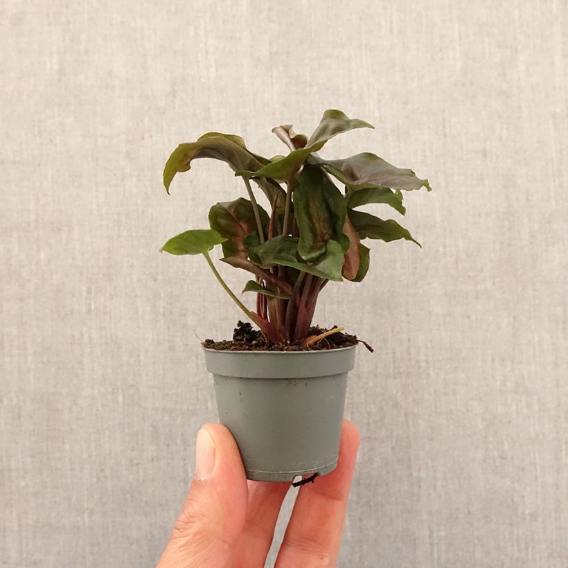 Amostra de Syngonium Maria Allusion Mini-plante tal como entregue na primavera