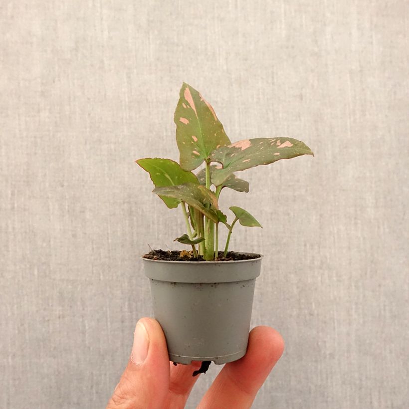 Amostra de Syngonium podophyllum Pink Splash Mini-plante tal como entregue na primavera
