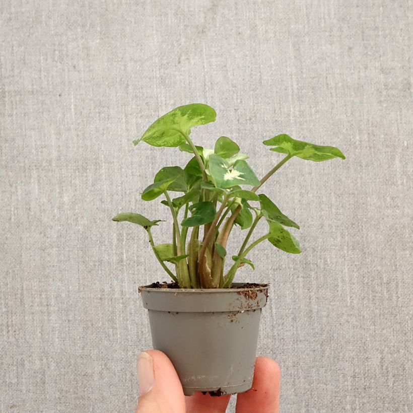 Amostra de Syngonium Pixie Miniplanta tal como entregue na primavera