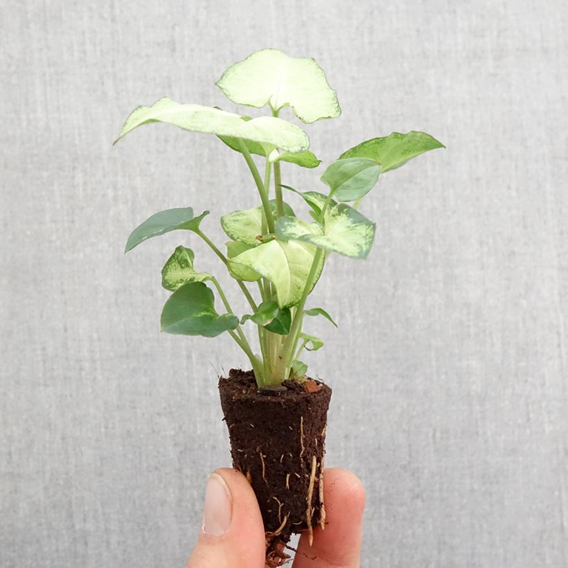 Amostra de Syngonium Snow White - Patte d'oie Mini-plante tal como entregue na primavera