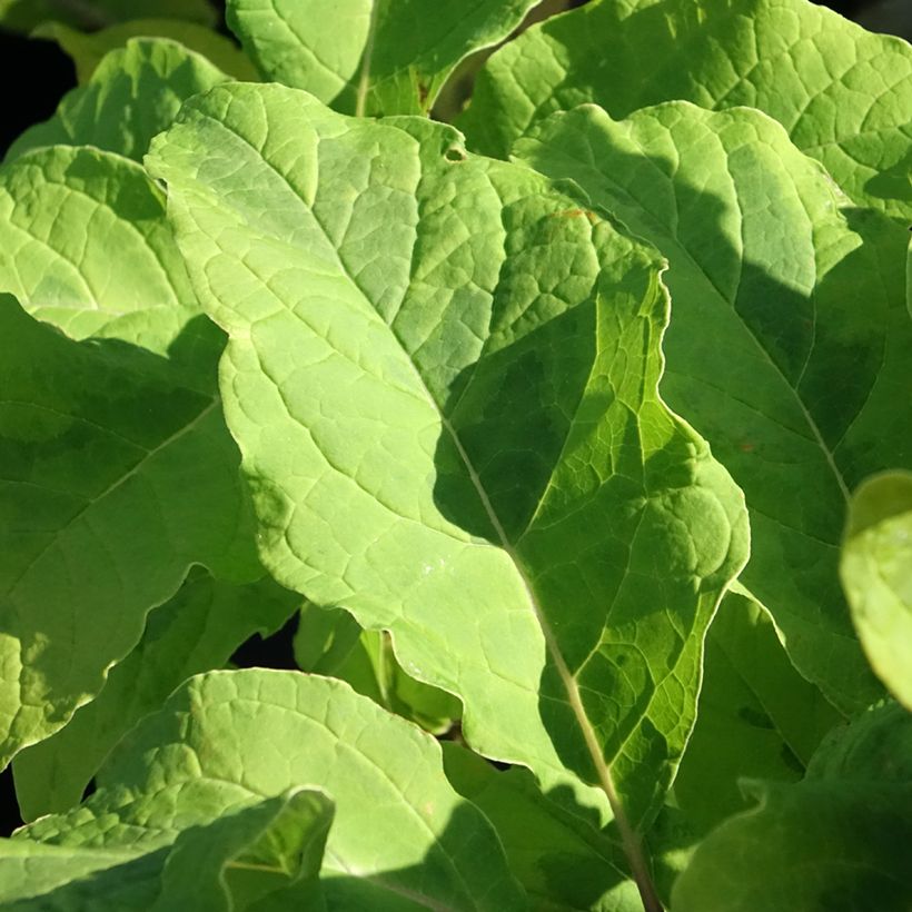 Syringa emodi Aureovariegata (Folhagem)