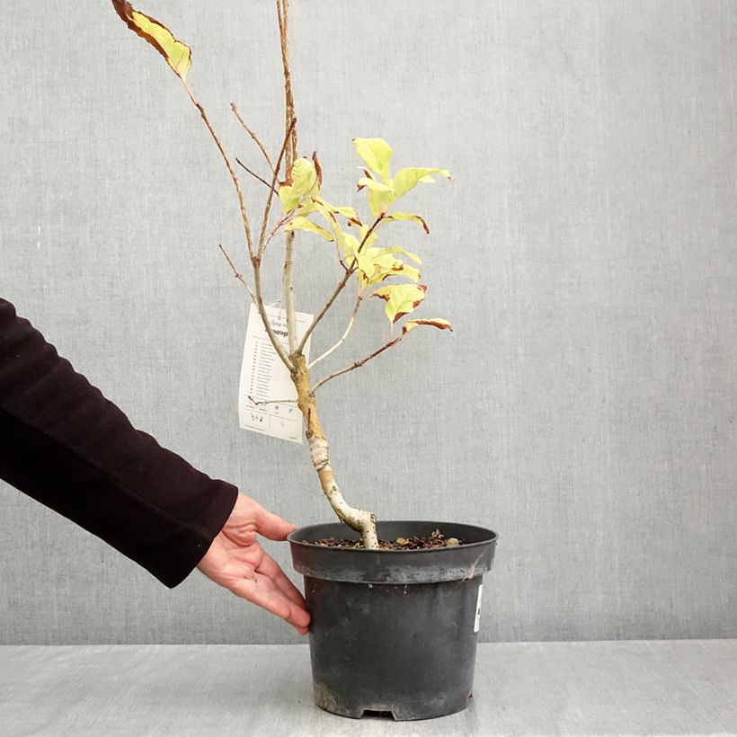 Amostra de Syringa emodi Aureovariegata Vaso de 4 L/5 L tal como entregue no outono