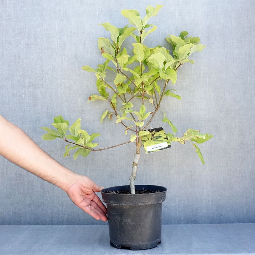 Amostra de Syringa emodi Aureovariegata Vaso de 4 L/5 L tal como entregue no verão