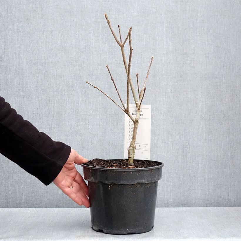 Amostra de Syringa emodi aureovariegata - Lilas d'Himalaya  Vaso de 4 L/5 L tal como entregue na primavera