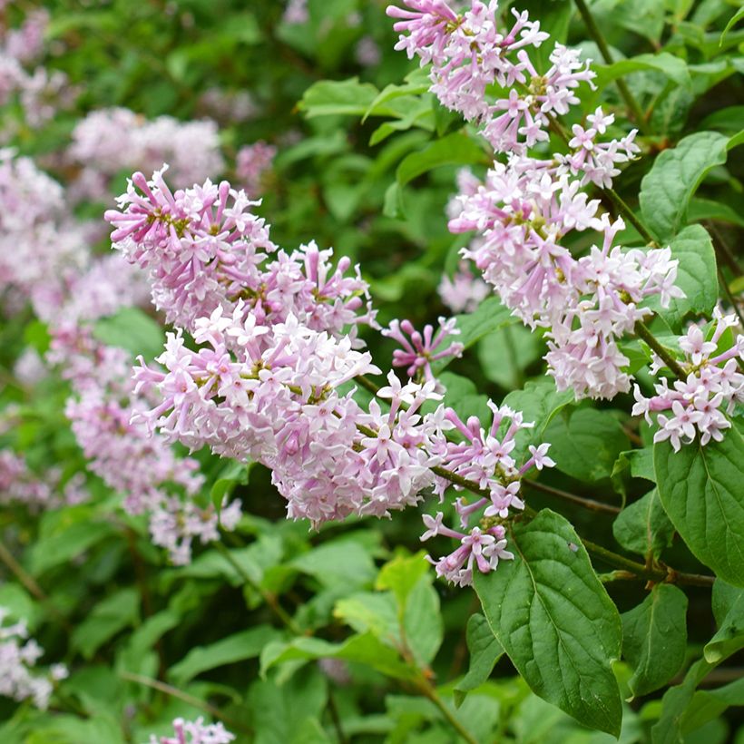 Syringa josikaea - Lilás da Hungria (Floração)