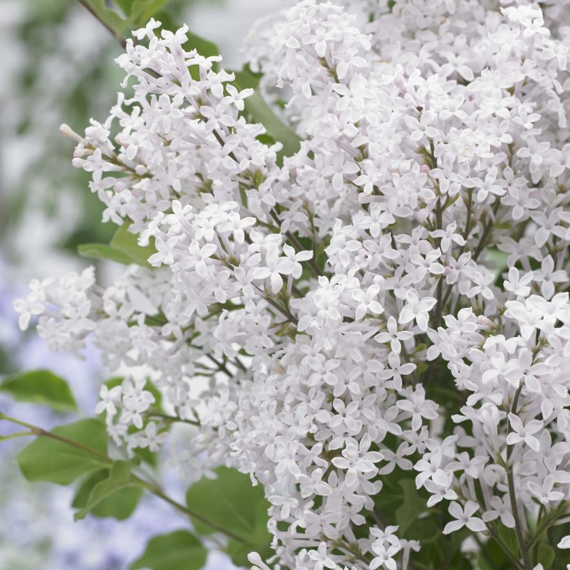 Syringa meyeri Flowerfesta White (Floração)