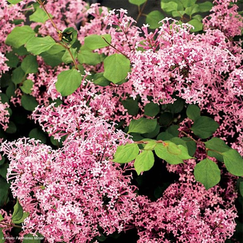 Syringa microphylla Red Pixie (Floração)