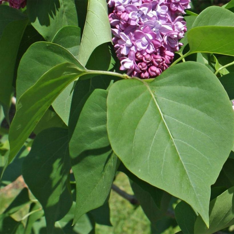 Syringa vulgaris Paul Thirion (Folhagem)