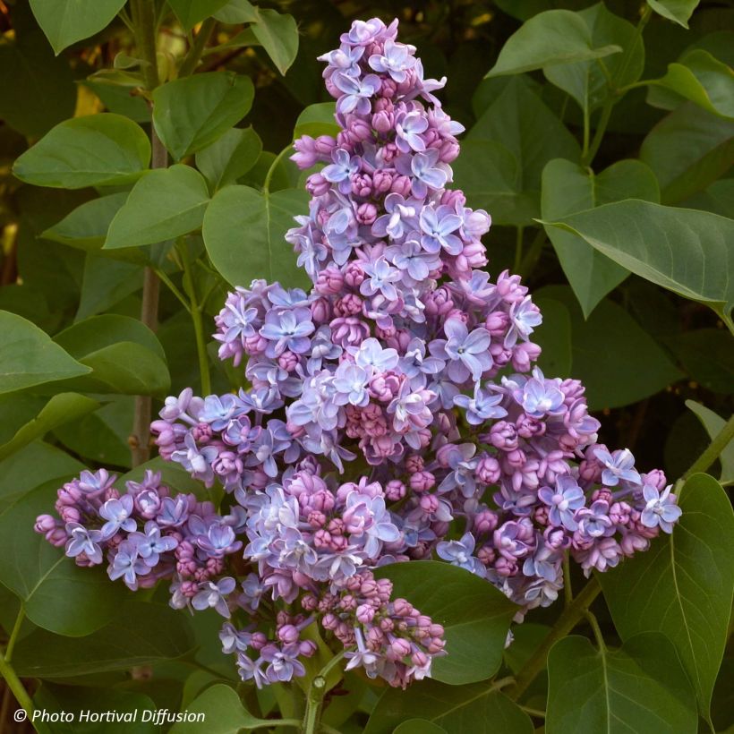 Syringa vulgaris Président Grevy (Floração)
