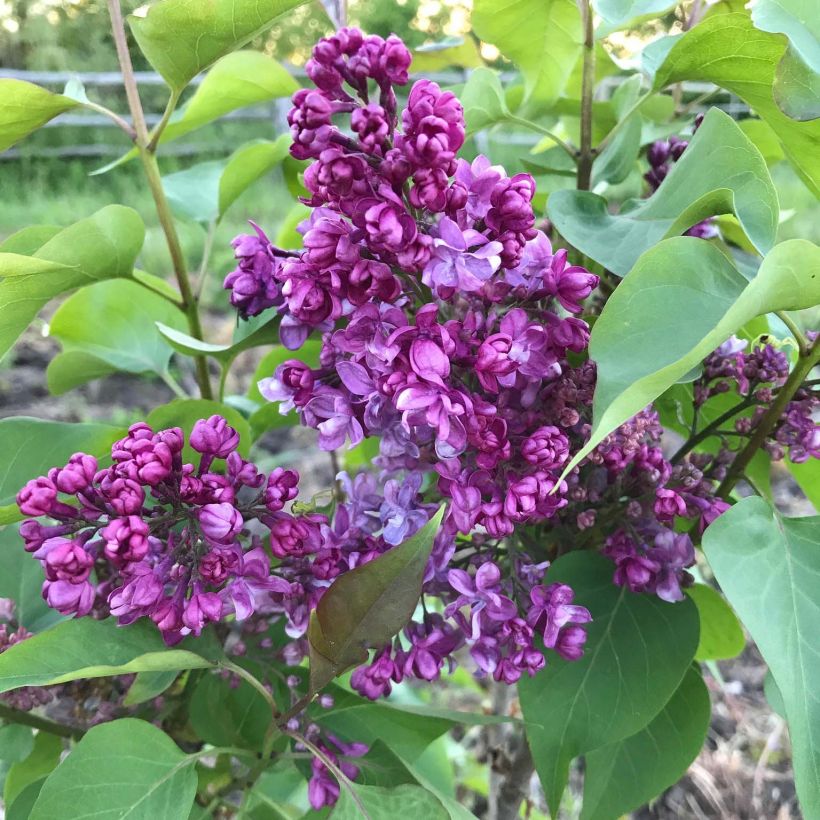 Syringa vulgaris Prince Wolkonsky (Floração)