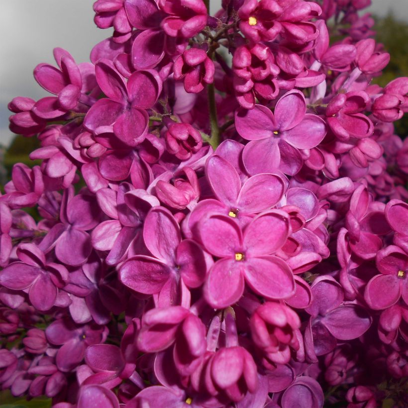 Syringa vulgaris Znamya Lenina (Floração)