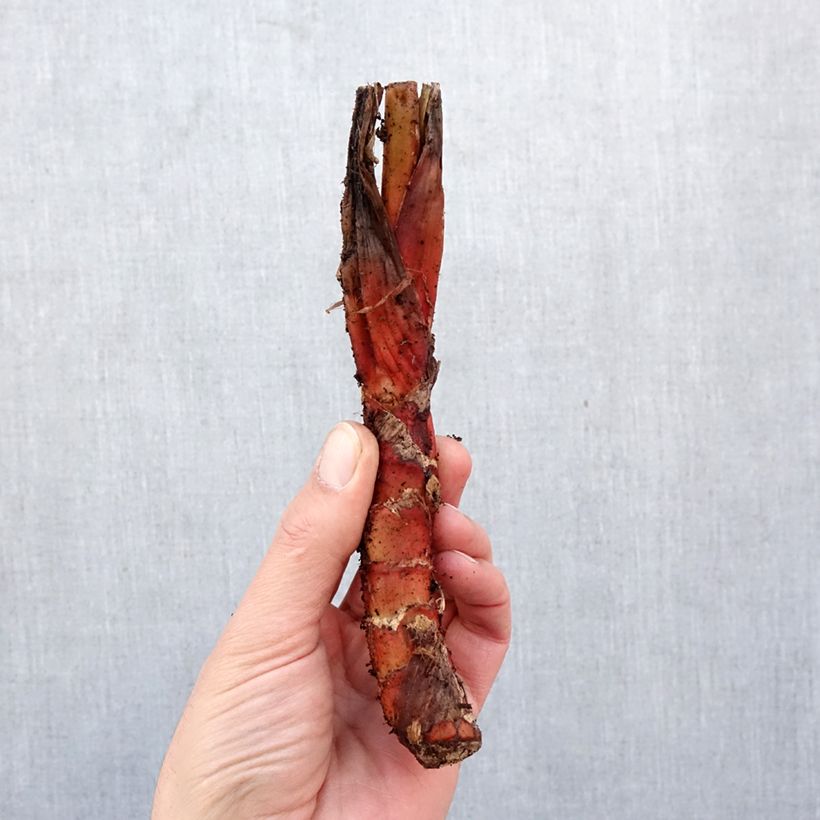 Amostra de Tacca chantrieri - Flor-morcego Bulbo Calibre I tal como entregue na primavera