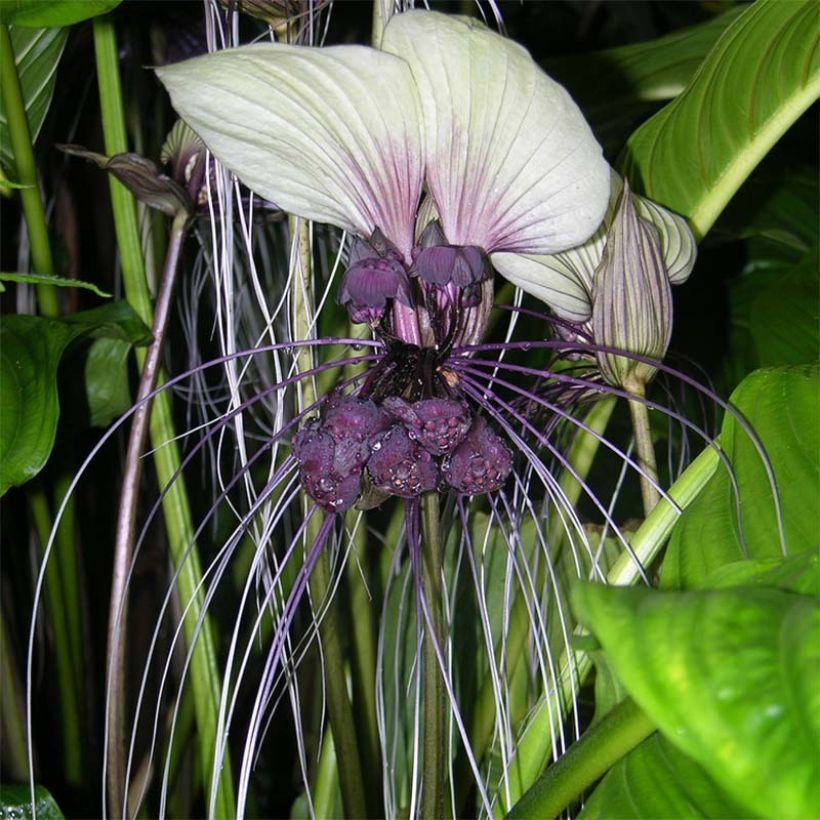 Tacca integrifolia - Flor-morcego-branca (Floração)