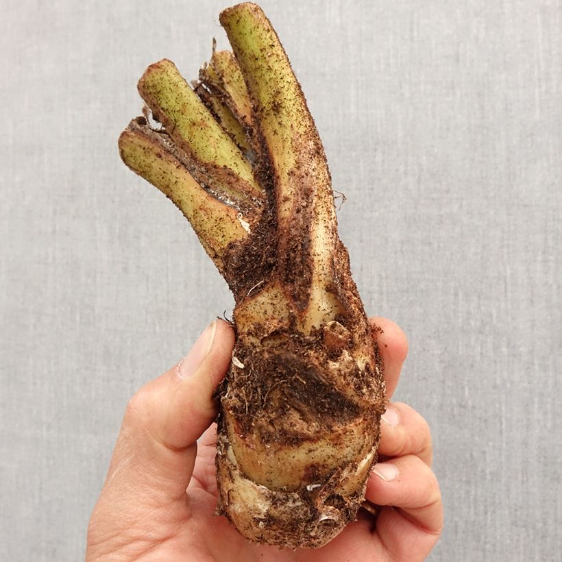 Amostra de Tacca integrifolia - Fleur chauve-souris   Bulbe Kaliber/Größe I tal como entregue na primavera