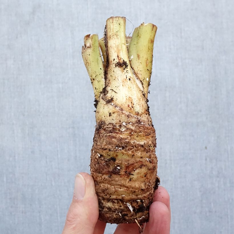 Amostra de Tacca integrifolia Nivea Bulbo Calibre I tal como entregue na primavera