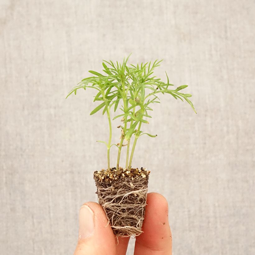 Amostra de Cravo-túnico plantas jovens Mini-torrão Ø 3/4 cm tal como entregue na primavera