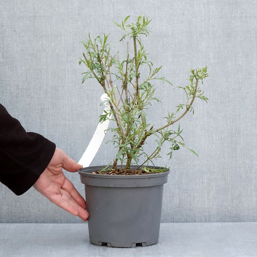 Amostra de Tagetes lemmonii Vaso de 3 L/4 L tal como entregue na primavera