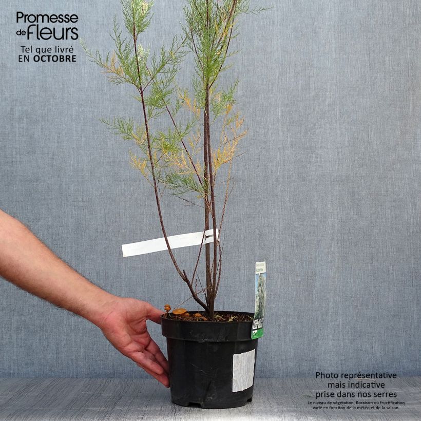 Amostra de Tamarix ramosissima Hulsdonk White Vaso de 3 L/4 L tal como entregue no outono