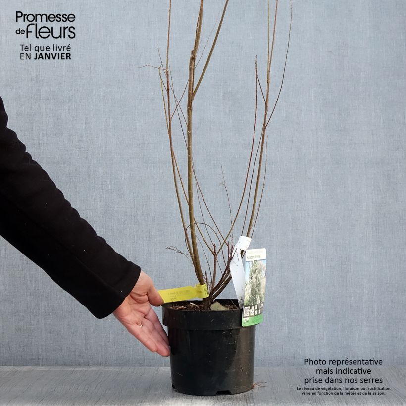 Amostra de Tamaris ramosissima Hulsdonk White Vaso de 3 L/4 L tal como entregue no inverno