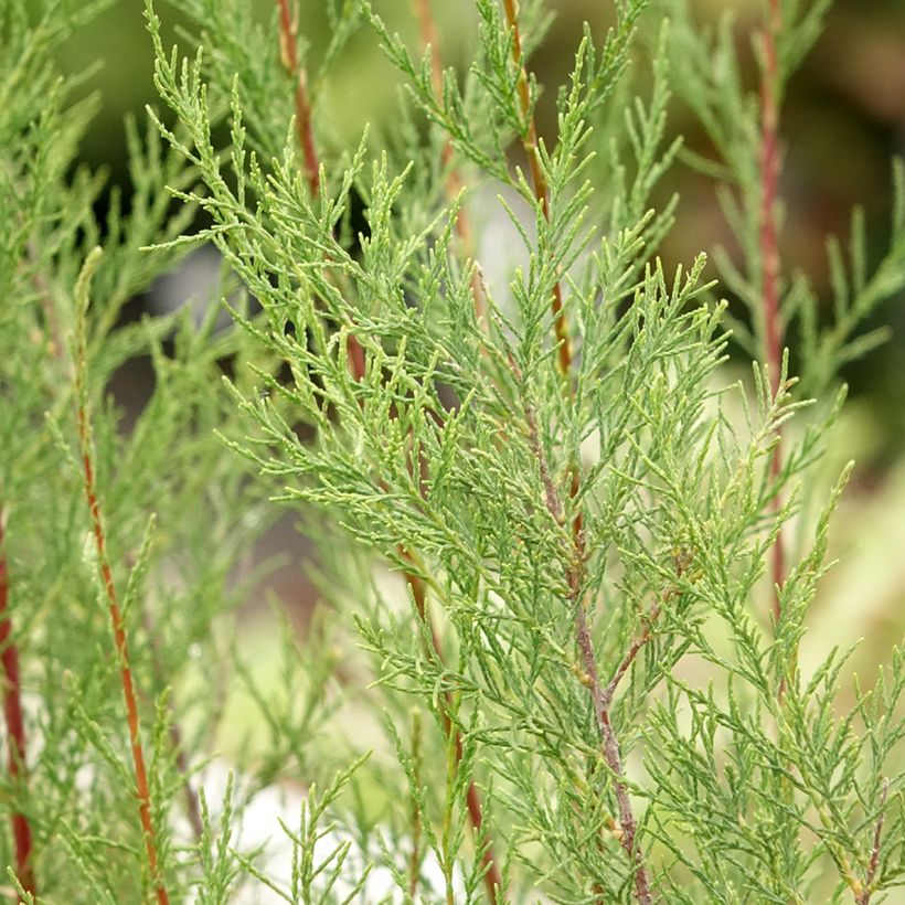Tamarix ramosissima Hulsdonk White (Folhagem)
