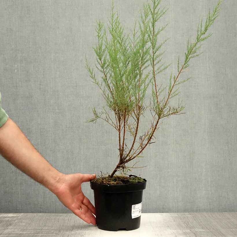 Amostra de Tamarix ramosissima Rubra Vaso de 3 L/4 L tal como entregue no verão