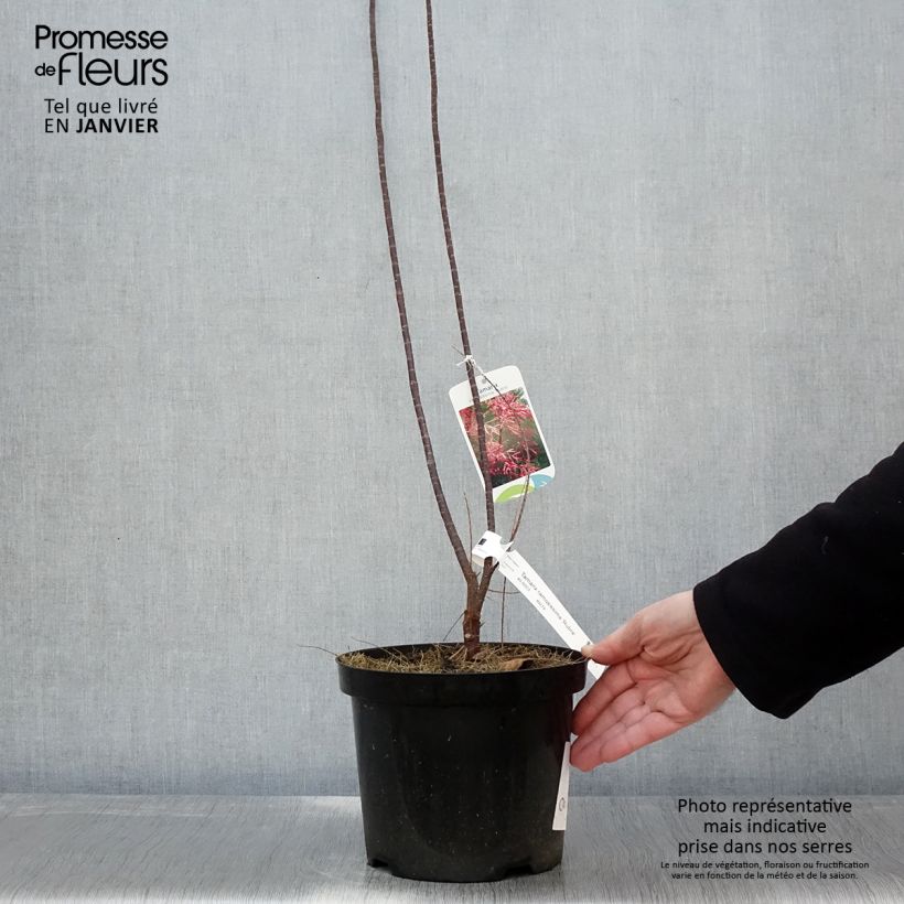 Amostra de Tamarix ramosissima Rubra Vaso de 3 L/4 L tal como entregue no inverno