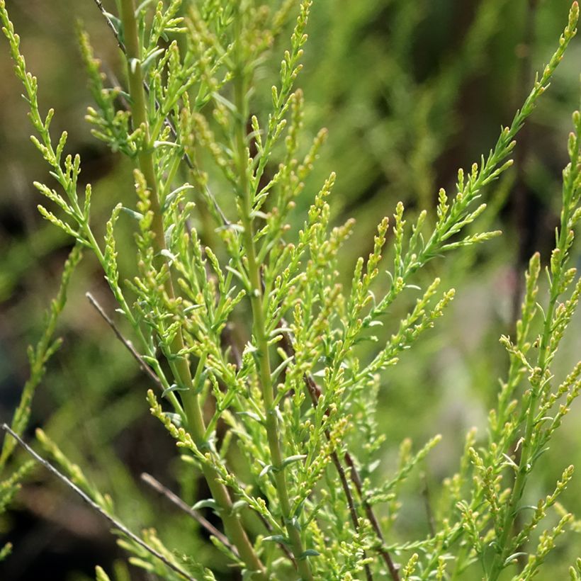 Tamarix ramosissima Rubra (Folhagem)