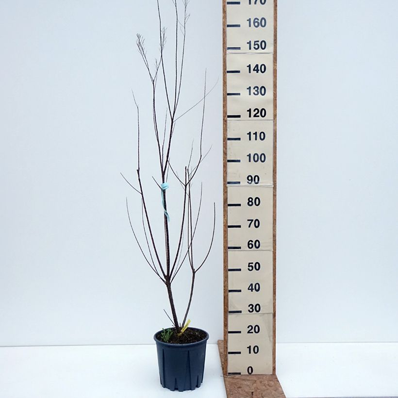 Amostra de Tamarix gallica Vaso de 7,5 L/10 L tal como entregue no outono
