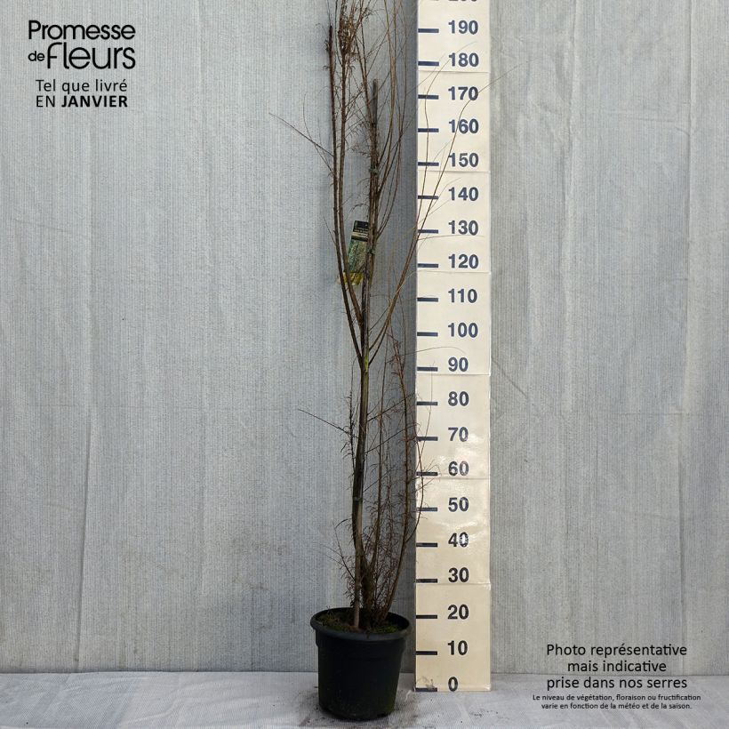 Amostra de Tamarix gallica Vaso de 7,5 L/10 L tal como entregue no inverno