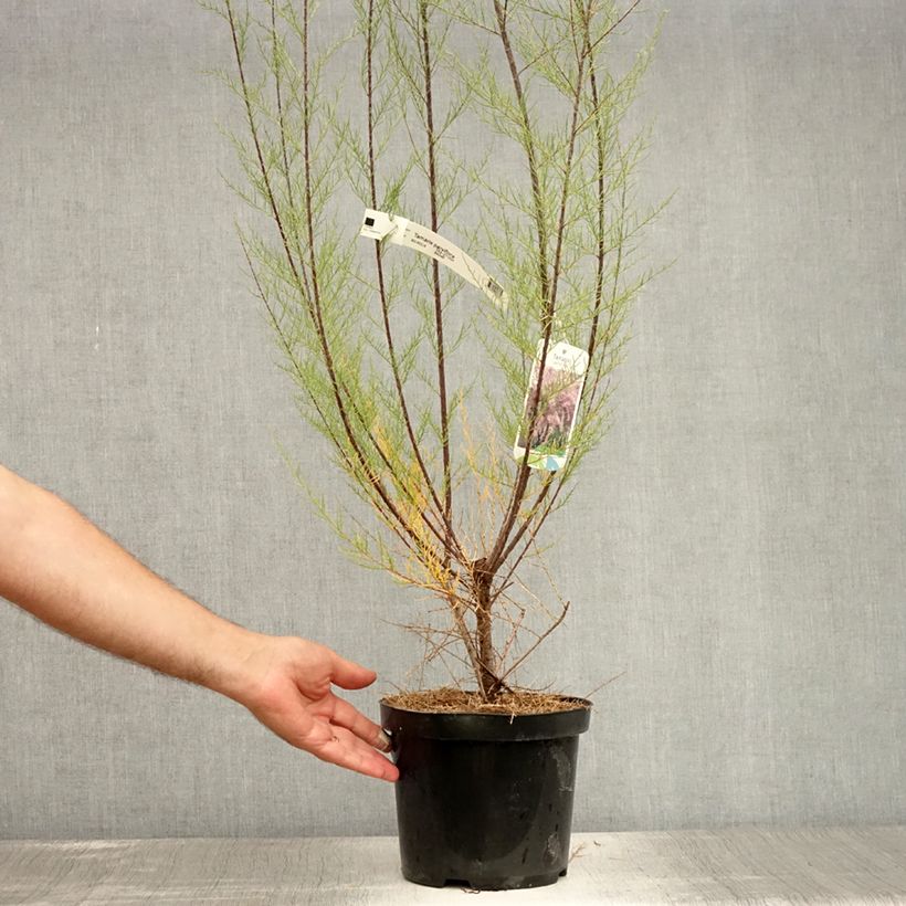 Amostra de Tamarix parviflora Vaso de 3 L/4 L tal como entregue no verão
