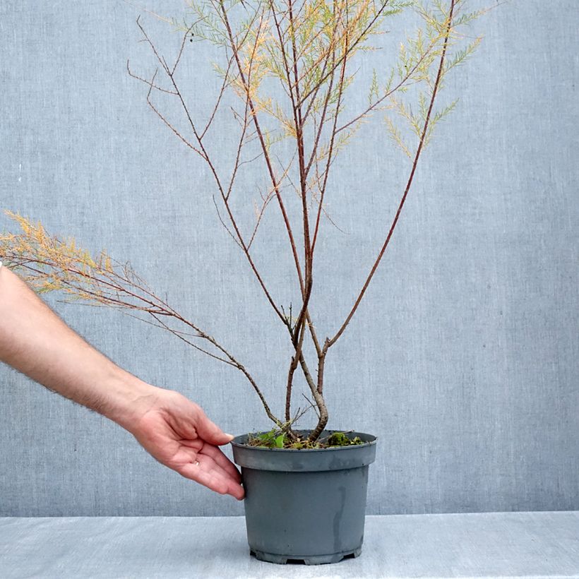 Amostra de Tamarix ramosissima Pink Cascade Vaso de 2 L/3 L tal como entregue no outono
