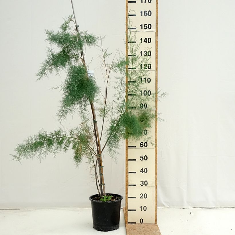 Amostra de Tamarix ramosissima Pink Cascade Vaso de 7,5 L/10 L tal como entregue no verão
