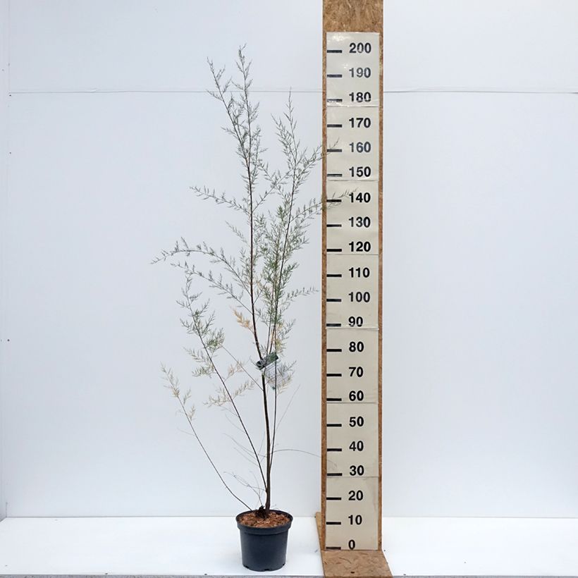 Amostra de Tamarix ramosissima Vaso de 4 L/5 L tal como entregue no outono