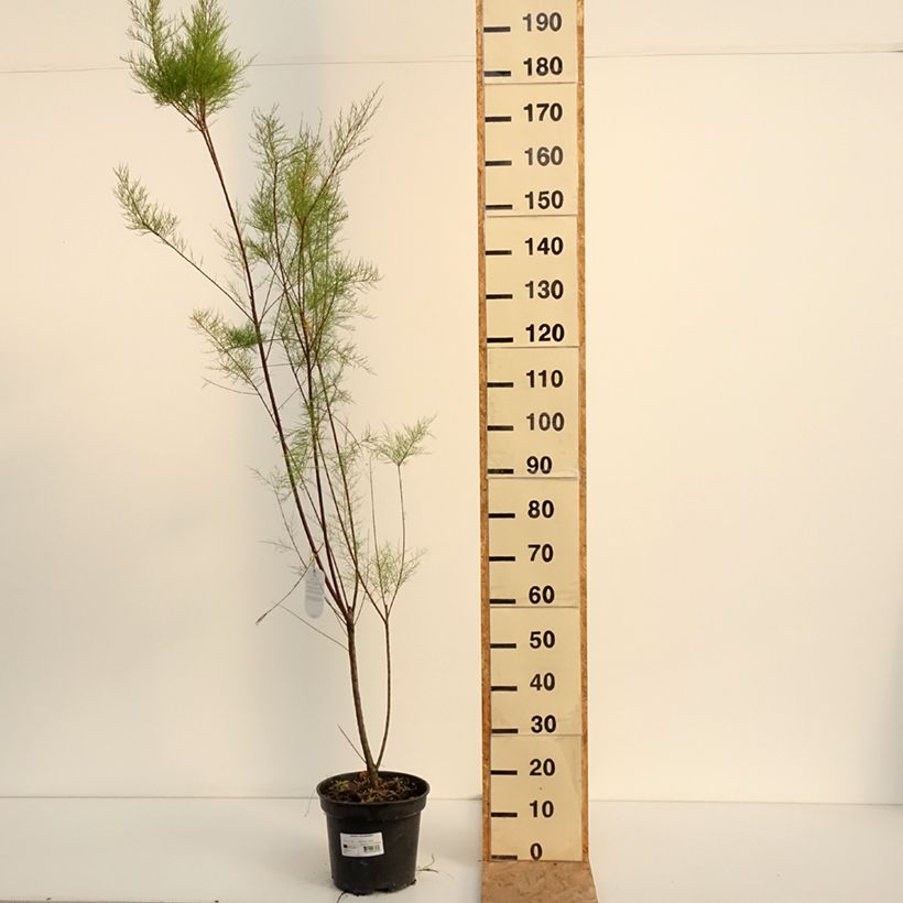 Amostra de Tamarix ramosissima - Tamaris d'été Vaso de 4 L/5 L tal como entregue no verão