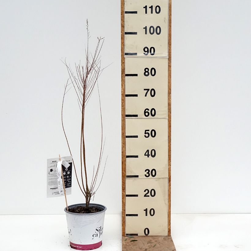 Amostra de Tamarix ramosissima Vaso de 4 L/5 L tal como entregue no inverno