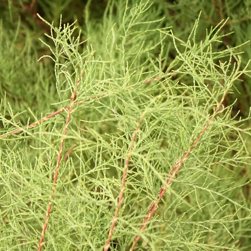 Tamarix tetrandra (Folhagem)
