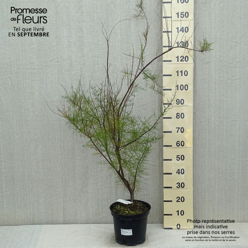 Amostra de Tamarix tetrandra Vaso de 4 L/5 L tal como entregue no verão