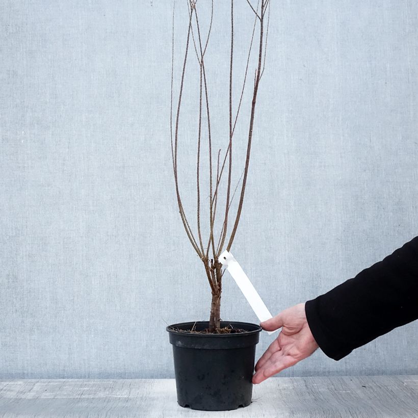 Amostra de Tamarix tetrandra Vaso de 3 L/4 L tal como entregue no outono