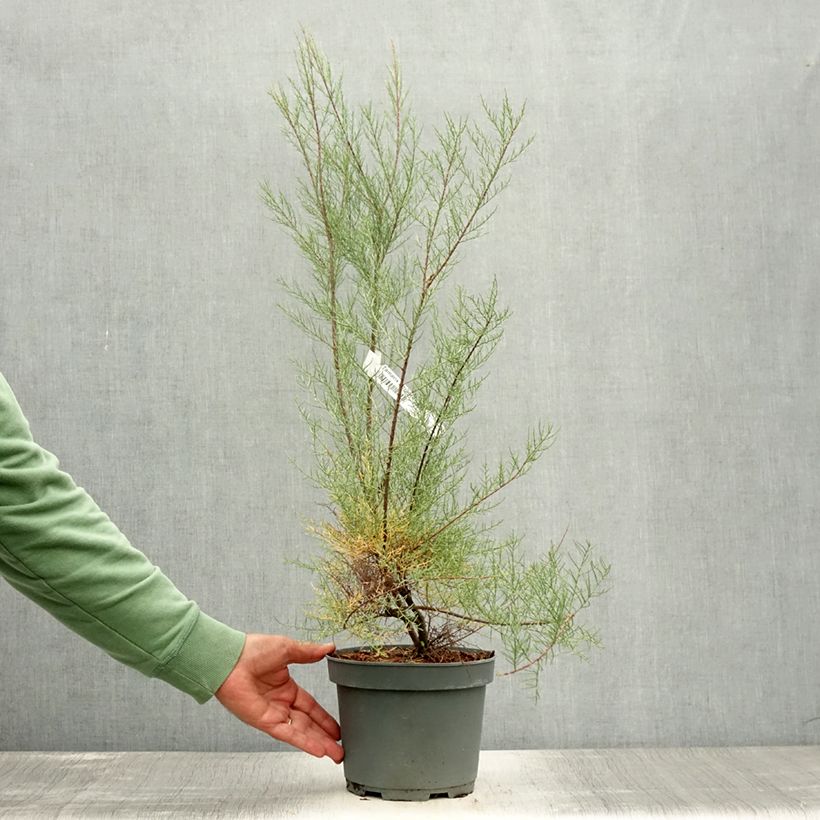 Amostra de Tamarix tetrandra Vaso de 3 L/4 L tal como entregue no verão