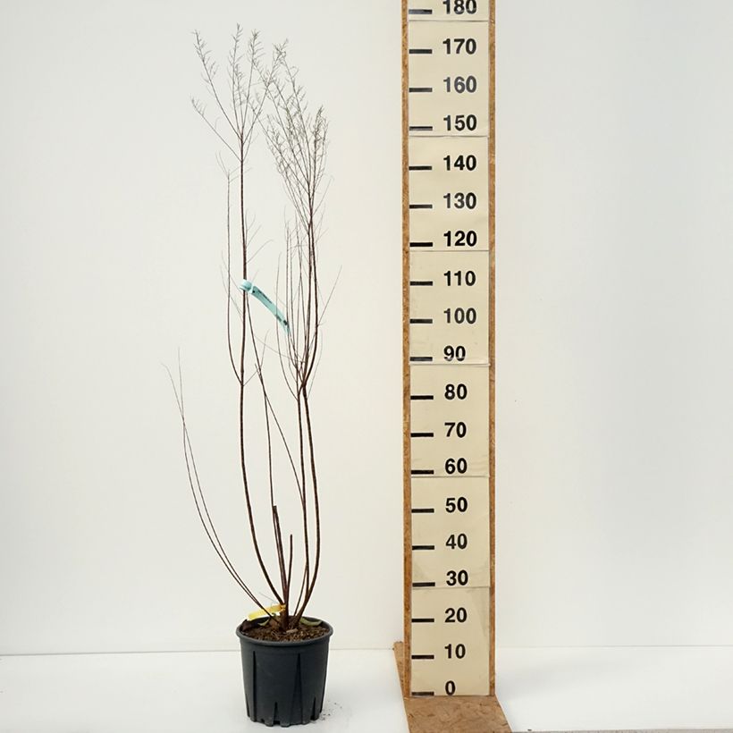 Amostra de Tamarix tetrandra Vaso de 4 L/5 L tal como entregue no outono