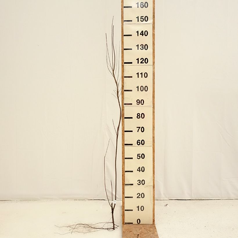 Amostra de Tamarix tetrandra Raízes nuas tal como entregue no inverno